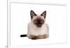 Siamese Thai Cat-Fabio Petroni-Framed Photographic Print