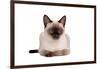 Siamese Thai Cat-Fabio Petroni-Framed Photographic Print