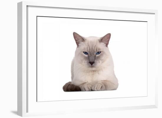 Siamese Thai Cat-Fabio Petroni-Framed Photographic Print