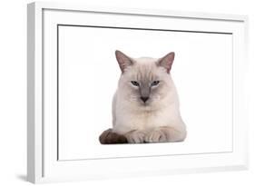 Siamese Thai Cat-Fabio Petroni-Framed Photographic Print