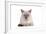 Siamese Thai Cat-Fabio Petroni-Framed Photographic Print