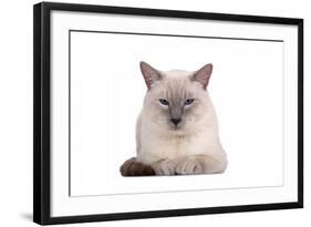 Siamese Thai Cat-Fabio Petroni-Framed Photographic Print