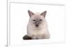 Siamese Thai Cat-Fabio Petroni-Framed Photographic Print