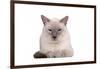 Siamese Thai Cat-Fabio Petroni-Framed Photographic Print