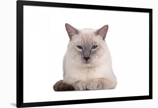 Siamese Thai Cat-Fabio Petroni-Framed Photographic Print