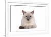 Siamese Thai Cat-Fabio Petroni-Framed Photographic Print