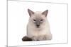 Siamese Thai Cat-Fabio Petroni-Mounted Photographic Print