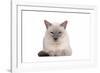 Siamese Thai Cat-Fabio Petroni-Framed Photographic Print