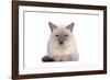 Siamese Thai Cat-Fabio Petroni-Framed Photographic Print