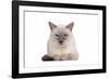 Siamese Thai Cat-Fabio Petroni-Framed Photographic Print