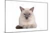 Siamese Thai Cat-Fabio Petroni-Mounted Photographic Print