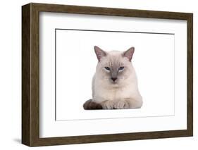 Siamese Thai Cat-Fabio Petroni-Framed Photographic Print