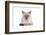 Siamese Thai Cat-Fabio Petroni-Framed Photographic Print