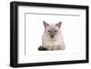 Siamese Thai Cat-Fabio Petroni-Framed Photographic Print