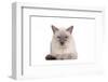 Siamese Thai Cat-Fabio Petroni-Framed Photographic Print