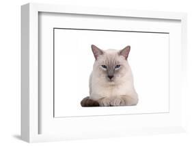 Siamese Thai Cat-Fabio Petroni-Framed Photographic Print