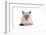 Siamese Thai Cat-Fabio Petroni-Framed Photographic Print