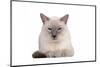 Siamese Thai Cat-Fabio Petroni-Mounted Photographic Print