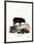 Siamese Wild Boar-null-Framed Premium Giclee Print