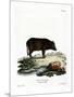 Siamese Wild Boar-null-Mounted Giclee Print