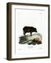 Siamese Wild Boar-null-Framed Giclee Print