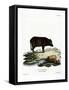 Siamese Wild Boar-null-Framed Stretched Canvas