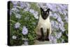 Siamese X Balinese Seal Point-null-Stretched Canvas