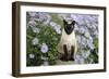 Siamese X Balinese Seal Point-null-Framed Photographic Print