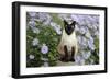 Siamese X Balinese Seal Point-null-Framed Photographic Print