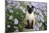 Siamese X Balinese Seal Point-null-Mounted Photographic Print