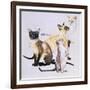 Siamese-Barbara Keith-Framed Giclee Print