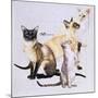 Siamese-Barbara Keith-Mounted Giclee Print