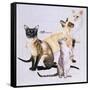 Siamese-Barbara Keith-Framed Stretched Canvas