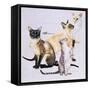 Siamese-Barbara Keith-Framed Stretched Canvas