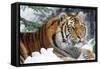 Siberian Amur Tiger Close-Up-null-Framed Stretched Canvas