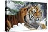 Siberian Amur Tiger Close-Up-null-Stretched Canvas