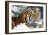 Siberian Amur Tiger Close-Up-null-Framed Photographic Print
