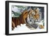 Siberian Amur Tiger Close-Up-null-Framed Photographic Print