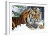 Siberian Amur Tiger Close-Up-null-Framed Photographic Print