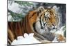 Siberian Amur Tiger Close-Up-null-Mounted Photographic Print