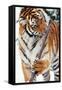 Siberian Amur Tiger Gnawing Branch-null-Framed Stretched Canvas