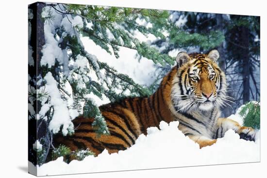 Siberian Amur Tiger Lying in Snow-null-Stretched Canvas