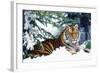 Siberian Amur Tiger Lying in Snow-null-Framed Photographic Print