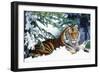 Siberian Amur Tiger Lying in Snow-null-Framed Photographic Print