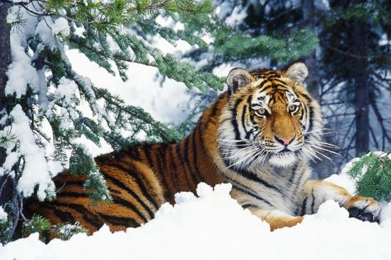 Premium Photographic Print, , large