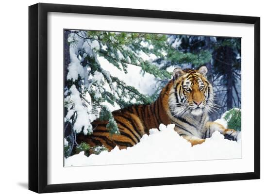 Photographic Print, , large