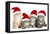 Siberian Cat Kittens in Christmas Hats-null-Framed Stretched Canvas
