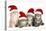 Siberian Cat Kittens in Christmas Hats-null-Stretched Canvas