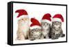 Siberian Cat Kittens in Christmas Hats-null-Framed Stretched Canvas