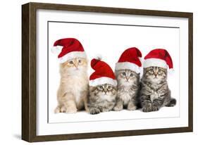 Siberian Cat Kittens in Christmas Hats-null-Framed Photographic Print